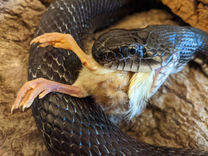 Randy Ratsnake gives another jaw-dropping performance, using an amazing set of mandibular adaptations to swallow his meal. No unhinging, detaching or dislocating required.