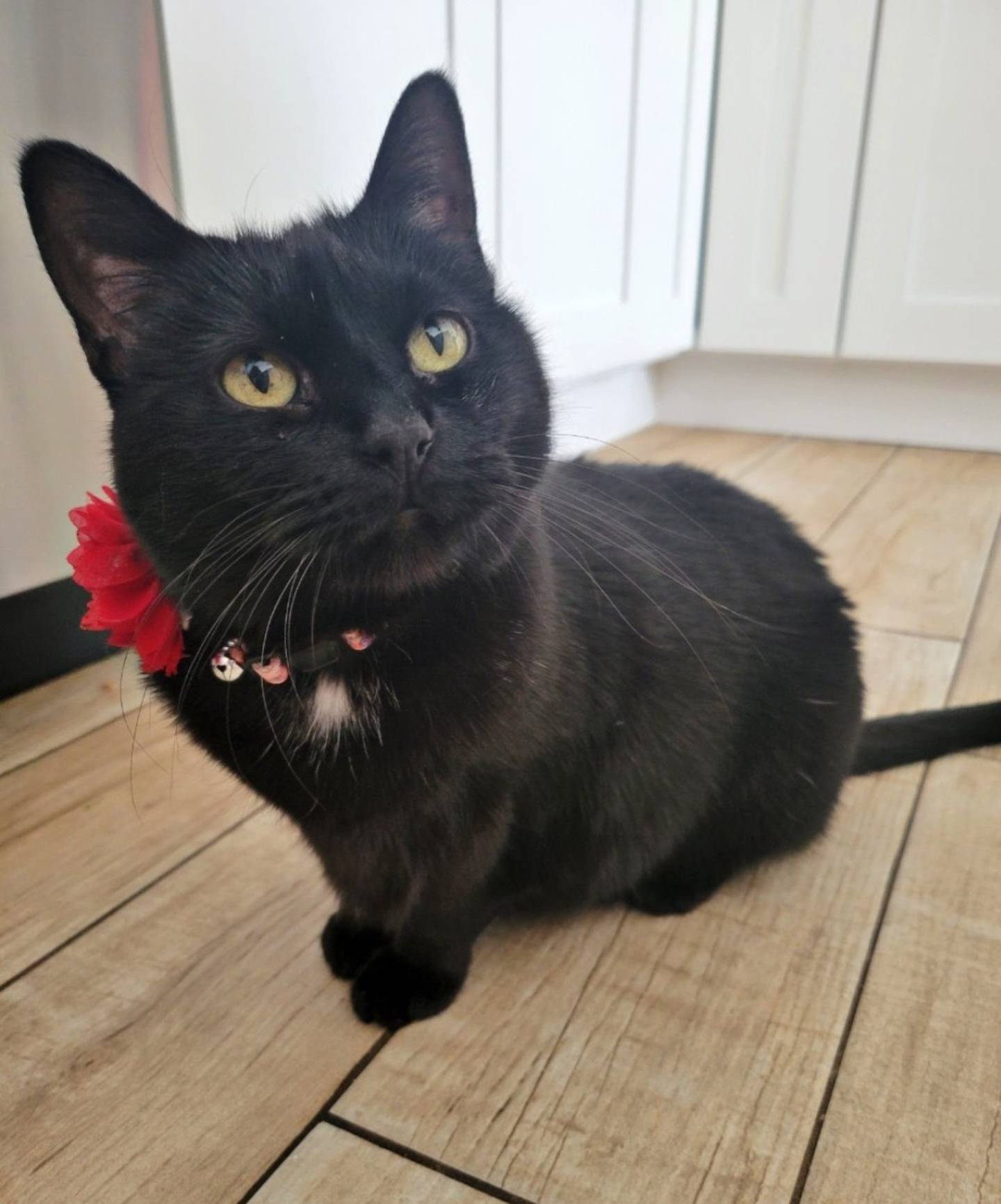 Bella is sweet and easygoing. She spends most of her days relaxing, loves to eat and shows affection by rubbing her face on the person petting her. She must be the only animal in the home. Bella needs a patient owner who will give her time to grow comfortable in her new surroundings. To meet Bella, visit forgetmenotrescue.com.