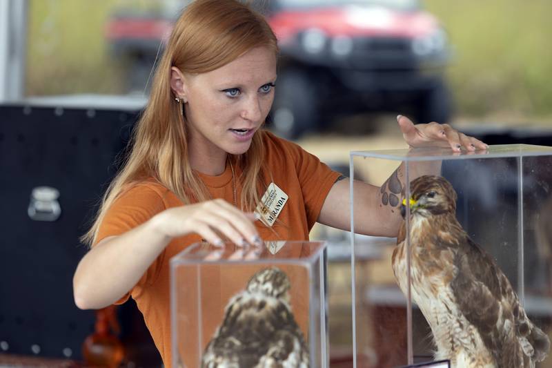 Miranda Ulrichs, a volunteer at the Northern Illinois Raptor Rehab and Education Center, speaks about adult and juvenile red-tail hawks at Nachusa’s Autumn on the Prairie Saturday, Sept. 20, 2025. The Nature Conservancy held their annual open house so visitors could explore the grasslands and learn about everything from bison to bugs.