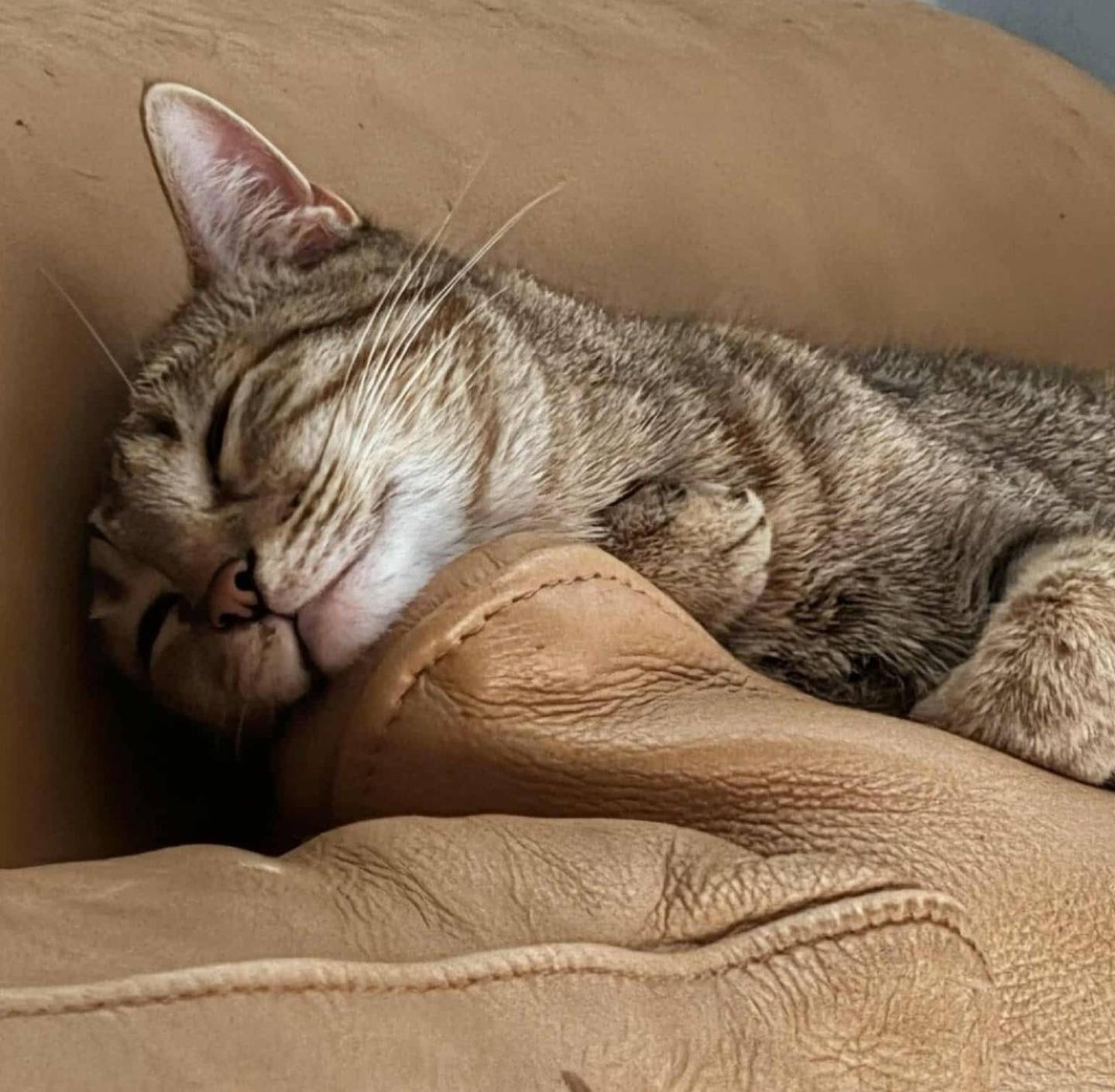 Sweet Clementine loves cozy couch time, lounging, and watching the world from the window. She prefers a calm home and does well with one respectful cat, gentle dogs and older kids. Clementine will make a snuggly, low-key companion. To meet Clementine, visit thekittysquad.com/adoptables.