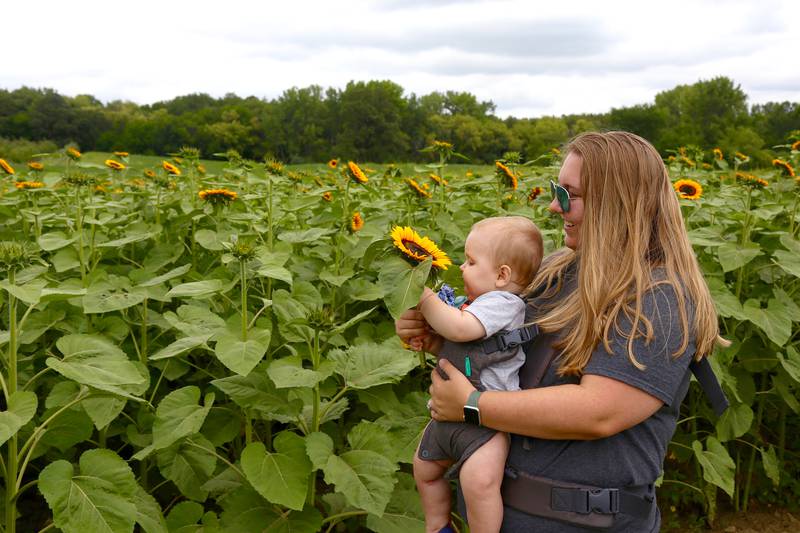 TJ and Kaylee Bellock of Lake Zurich look at the sunflowers at Kuipers Family Farm on Saturday, Aug. 26, 2023.