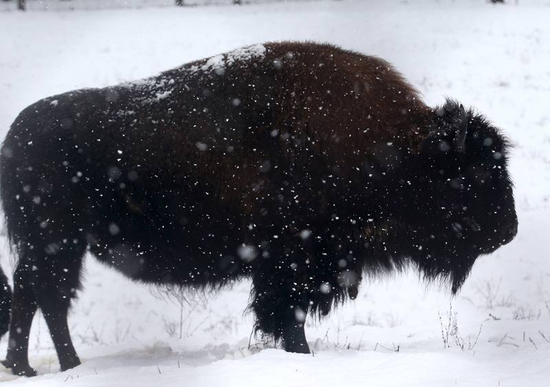 Heavy snow falls down on a buffalo on Tuesday, Jan. 9, 2024 at Buffalo Rock State Park near Ottawa.