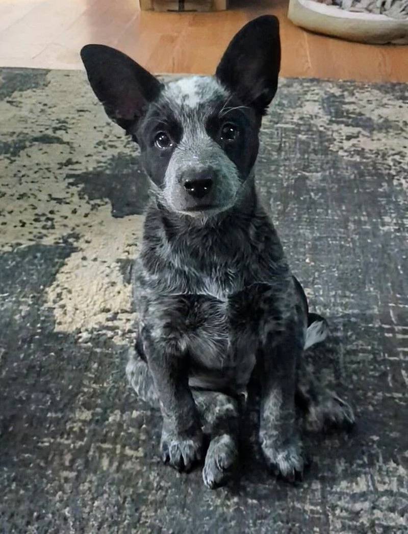 Dallas is the Pet of the Week.
