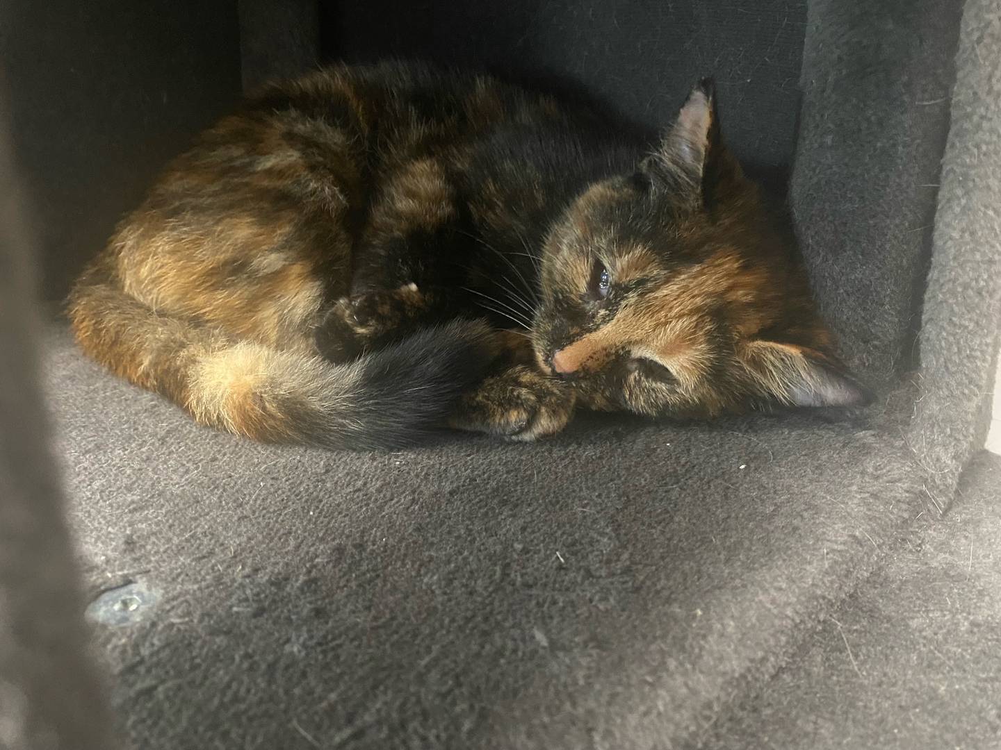 Snart is a 4-month-old domestic shorthair. She is likes to hide, but is affectionate after she gets to know you. For more information on Snart, contact Forepaws at megan@forepawspets.com. Visit https://www.forepawspets.com/