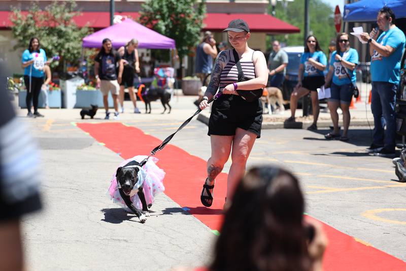 Pepper, a 6-month-old pitbull mix, walks the pet parade with Jill Reynoso, a volunteeer with Dogs are Deserving Rescue. Pepper is currently available for adoption. Paws on 66 Pet Rescue Day was Saturday in downtown Joliet. It featured vendors and pet adoption and pet rescue agencies.