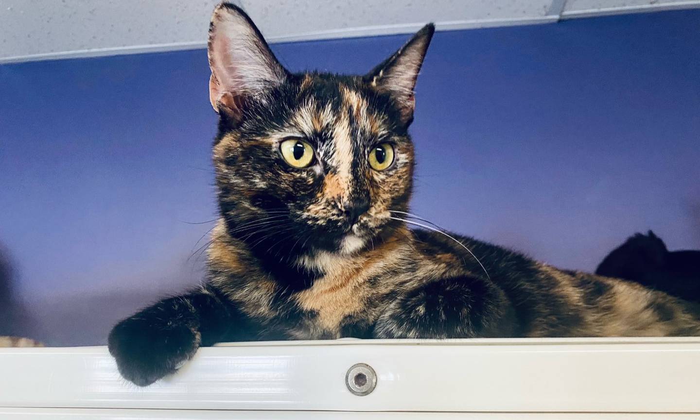 Marbles is an 8-month-old domestic shorthair. She is affectionate, calm, and independent. Marbles loves kids and enjoys watching birds in the window. For more information on Marbles, please visit justanimals.org or call 815-448-2510.