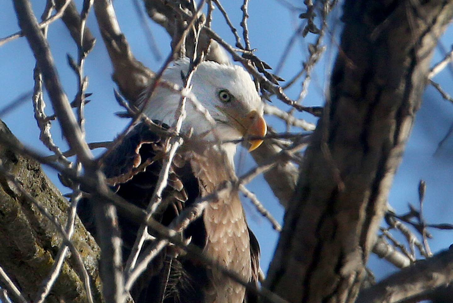 A Bald Eagle rests in a tree on Tuesday, Jan. 14, 2025 near Starved Rock State Park.