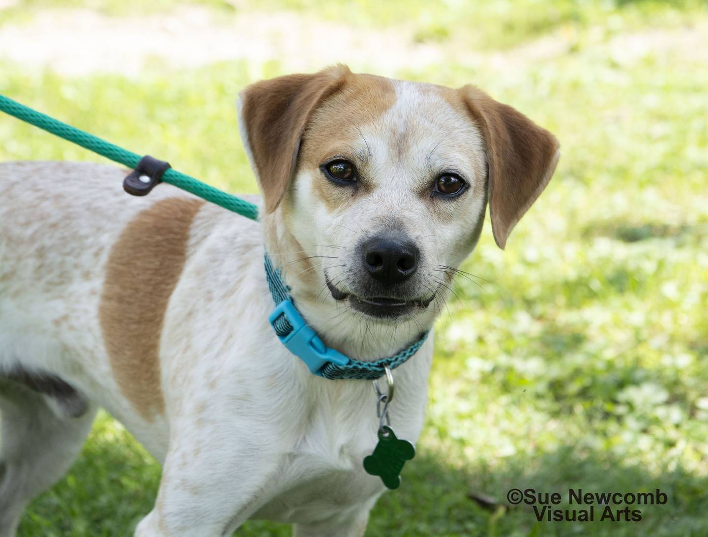 Milo is a fun and active beagle/heeler mix who knows the commands “sit” and “paw.” He needs to be the only dog in the home. Contact the Will County Humane Society at willcountyhumane.com and follow the instructions for the adoption process.