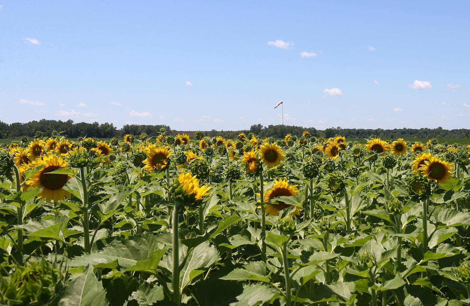 Photos The sunflowers are blooming at Matthiessen State Park Shaw Local