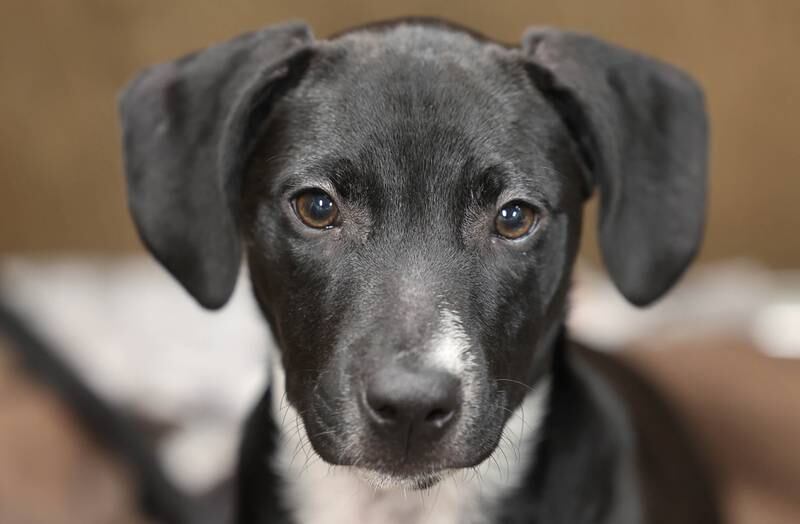 One of the dogs available for adoption Monday, July 24, 2023, at Tails Humane Society in DeKalb. Tails will be hosting  the Tails on Tap Bar Crawl Saturday Aug. 5 in downtown DeKalb with all proceeds benefitting the homeless pets at the shelter.