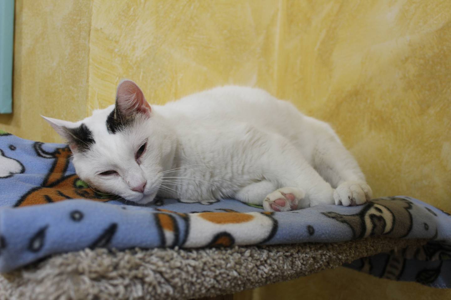 One of the 40 cats rescued in from a hoarding home, Headlight, sleeps on one of the many cat trees at the cage-less Purrfect Cat Rescue shelter in Crystal Lake.