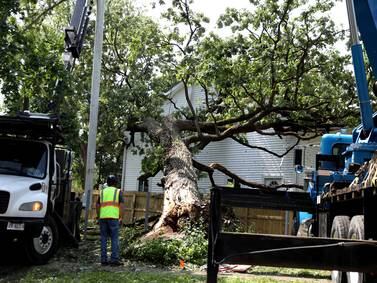 Photos: Storms down multiple trees in Batavia