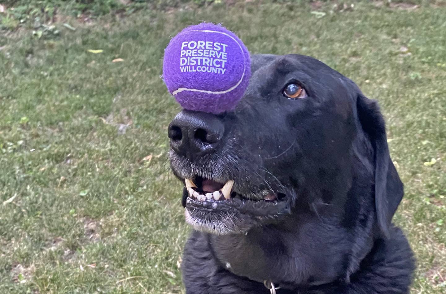 Forest Preserve District of Will County 
dog park permits went on sale Wednesday, Nov. 1, and they are good for the remainder of 2023 and all of 2024.