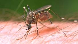 Mosquitoes in Sandwich test positive for West Nile virus; health officials offer tips to lower risk 