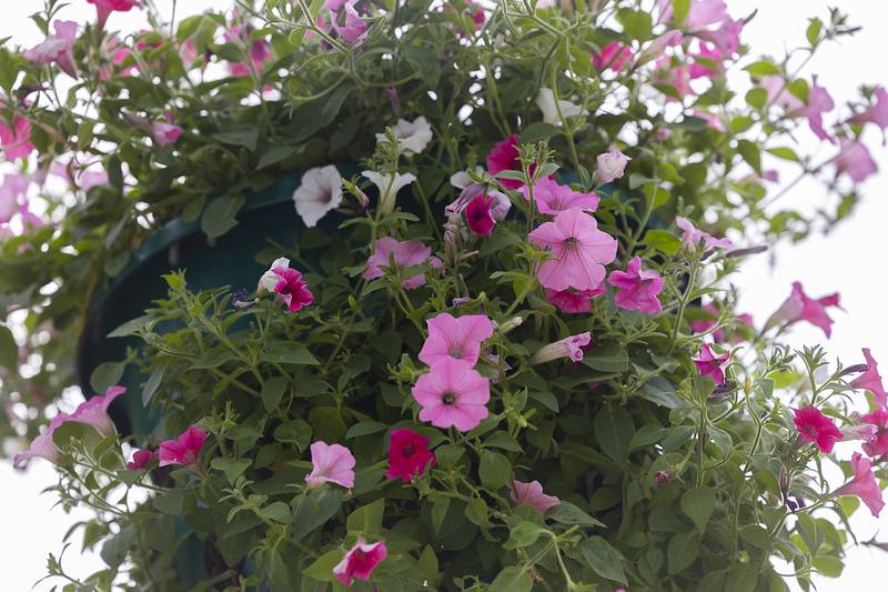 One of over 300 petunia baskets takes its place along the riverfront Tuesday, May 27, 2025, in Dixon.