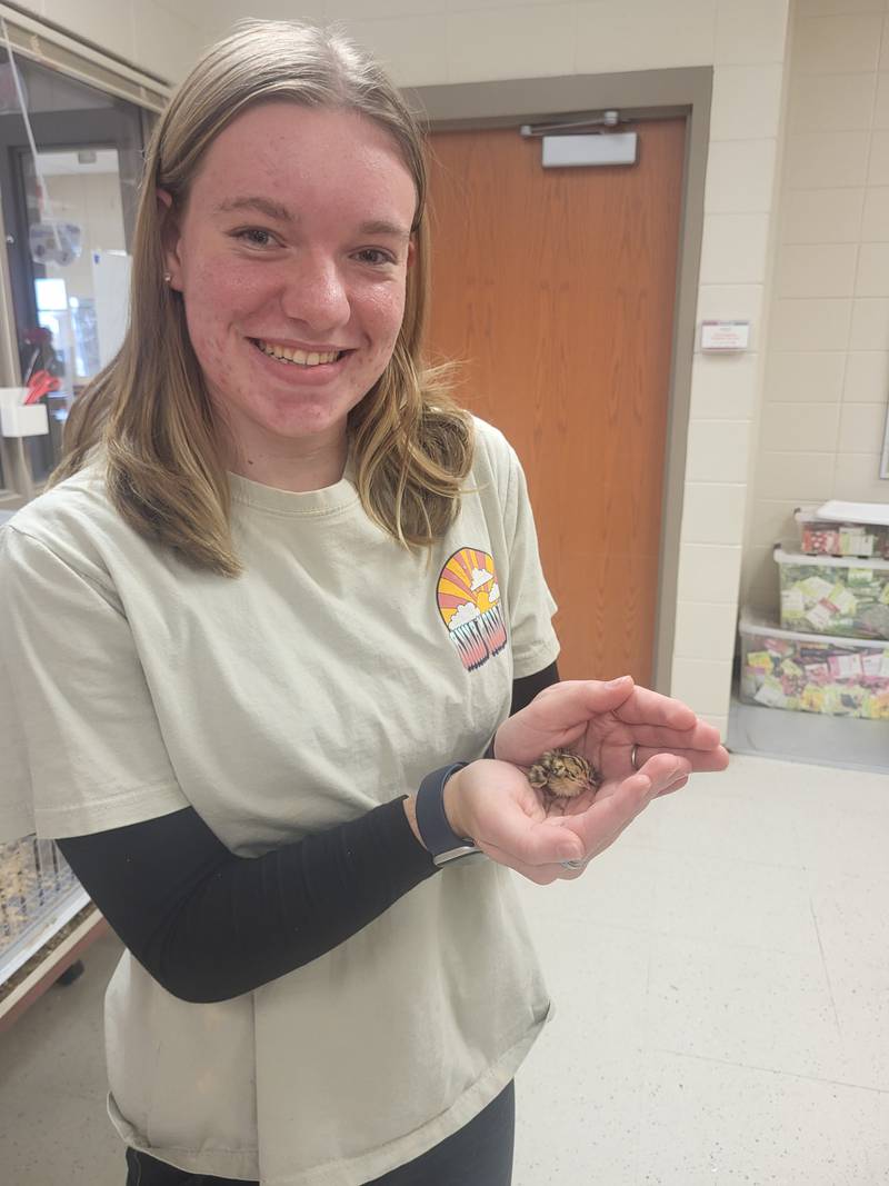 Josie Bowe holds a quail chick that is part of the agricultural classes at Belvidere North High School. The students are responsible for the livestock projects at the school that also include raising chickens.