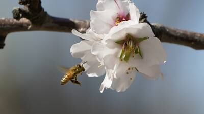 Bees work for us, and they need our help