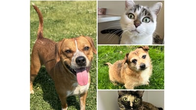 Will County Pets of the Week: June 23, 2025