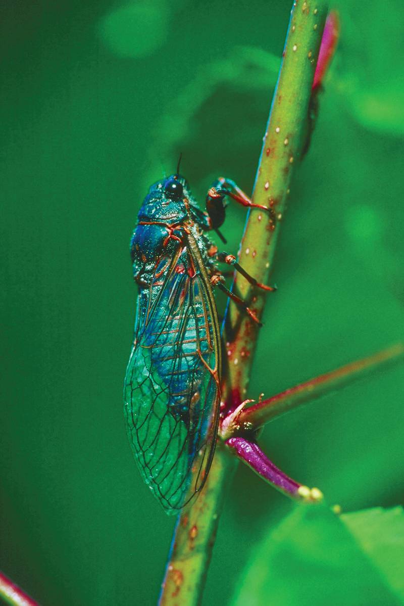 Lupfer Landscaping - They’re Baaaack…Millions of Cicadas Set to Emerge This Summer