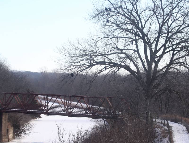 Over a dozen bald eagles rest in a tree overlooking Lock 19 on theHennepin Canal on Wednesday, Jan. 15, 2025 near Wyanet. About a 300 foot stretch of the canal remains unfrozen in that area allowing the eagles to have a healthy habitat.