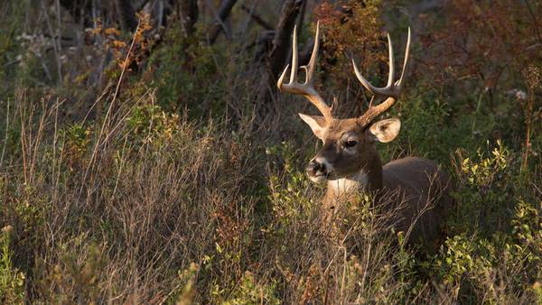 More than 51,000 deer harvested during first weekend of Illinois firearm deer season