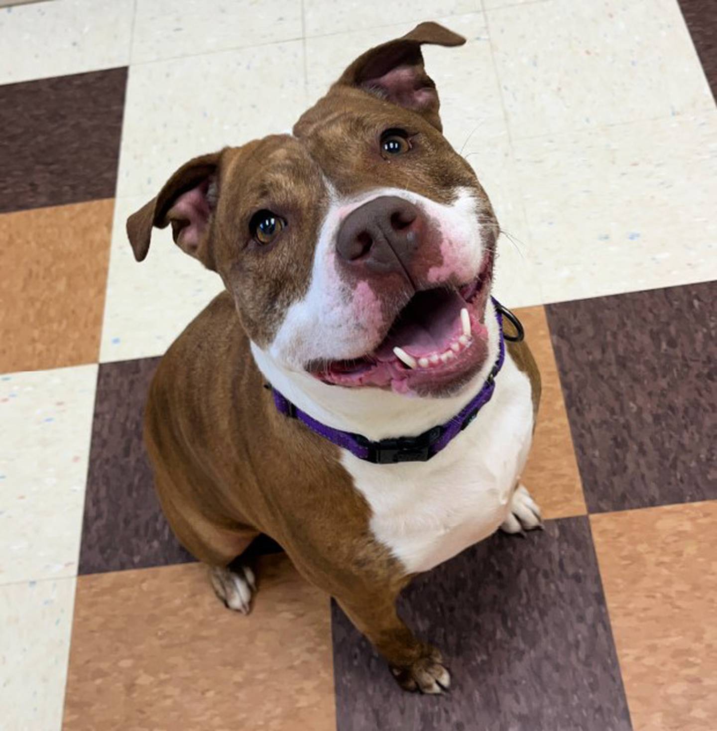 Meet Ziya is a 3-year-old pittie that is wide like a foot stool with an even bigger pittie grin. Ziya is a ham and loves being in playgroup. To meet Ziya, call Joliet Township Animal Control at 815-725-0333.