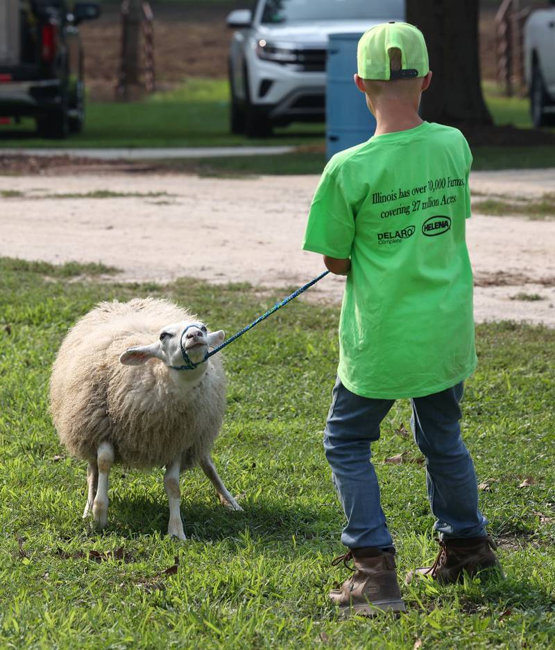 Noah Wykes, 10, from Plano, tries to get his sheep to cooporate Friday, Aug. 1, 2025, during the DeKalb County 4-H Livestock Fair at the Sandwich Fairgrounds.