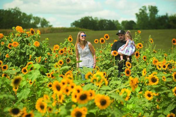 Kuipers Family Farm Sunflower Fest,  whiskey tasting event this fall