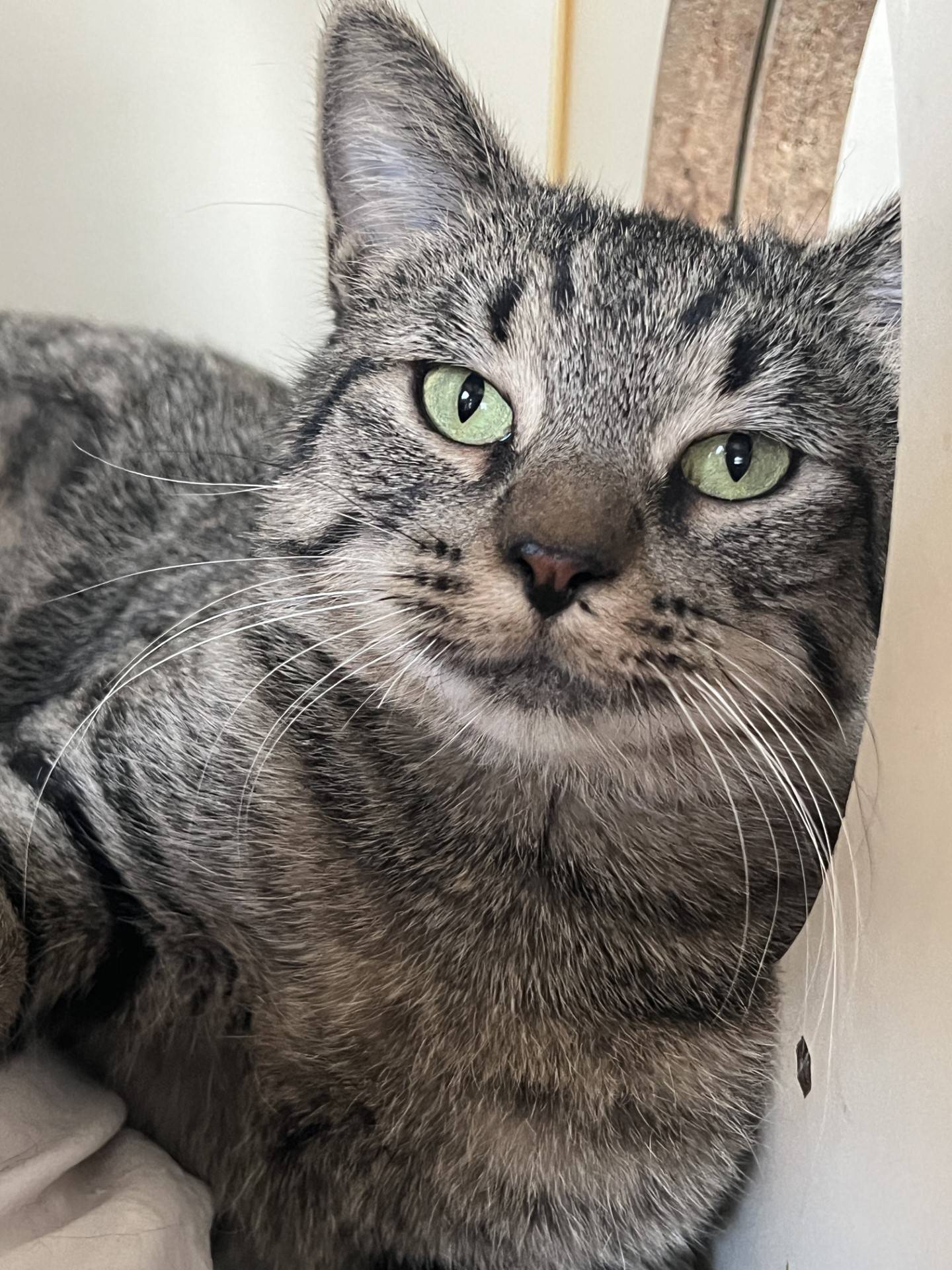 Sicily is a 1-year-old tabby that was found as a stray. She was initially reserved and timid, but her personality is coming out.  She enjoys pets and attention if people go slowly with her. She needs a quiet home and time to blossom and feel comfortable. To meet Sicily, email Catadoptions@nawsus.org with any questions or to meet her. Visit nawsus.org.