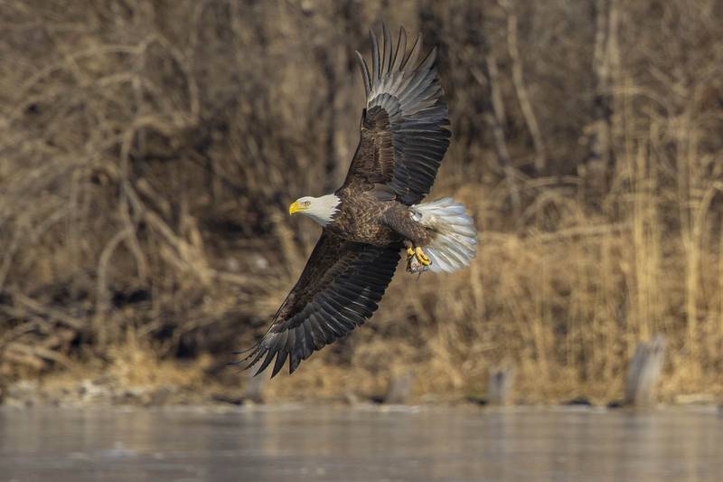John Sullivan of Bolingbrook placed third in the 2023 Brookfield Zoo photo contest bird category for this photo.