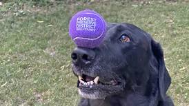 Dog permits for Will County forest preserves on sale now