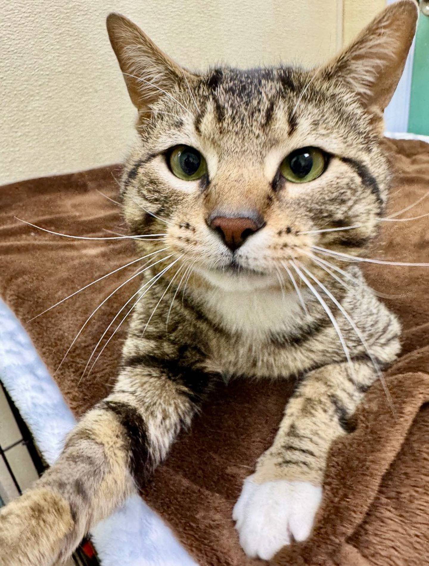 Three-year-old Ozzy is a playful and rambunctious. He loves to play with toys and other cats. He needs a home where he can freely play and get his energy out, as he gets mouthy when he’s bored and wants attention. Ozzy is cat-friendly, but he loves rough housing with his cat friends, which not all cats enjoy. Contact the Will County Humane Society at willcountyhumane.com and follow the instructions for the adoption process.
