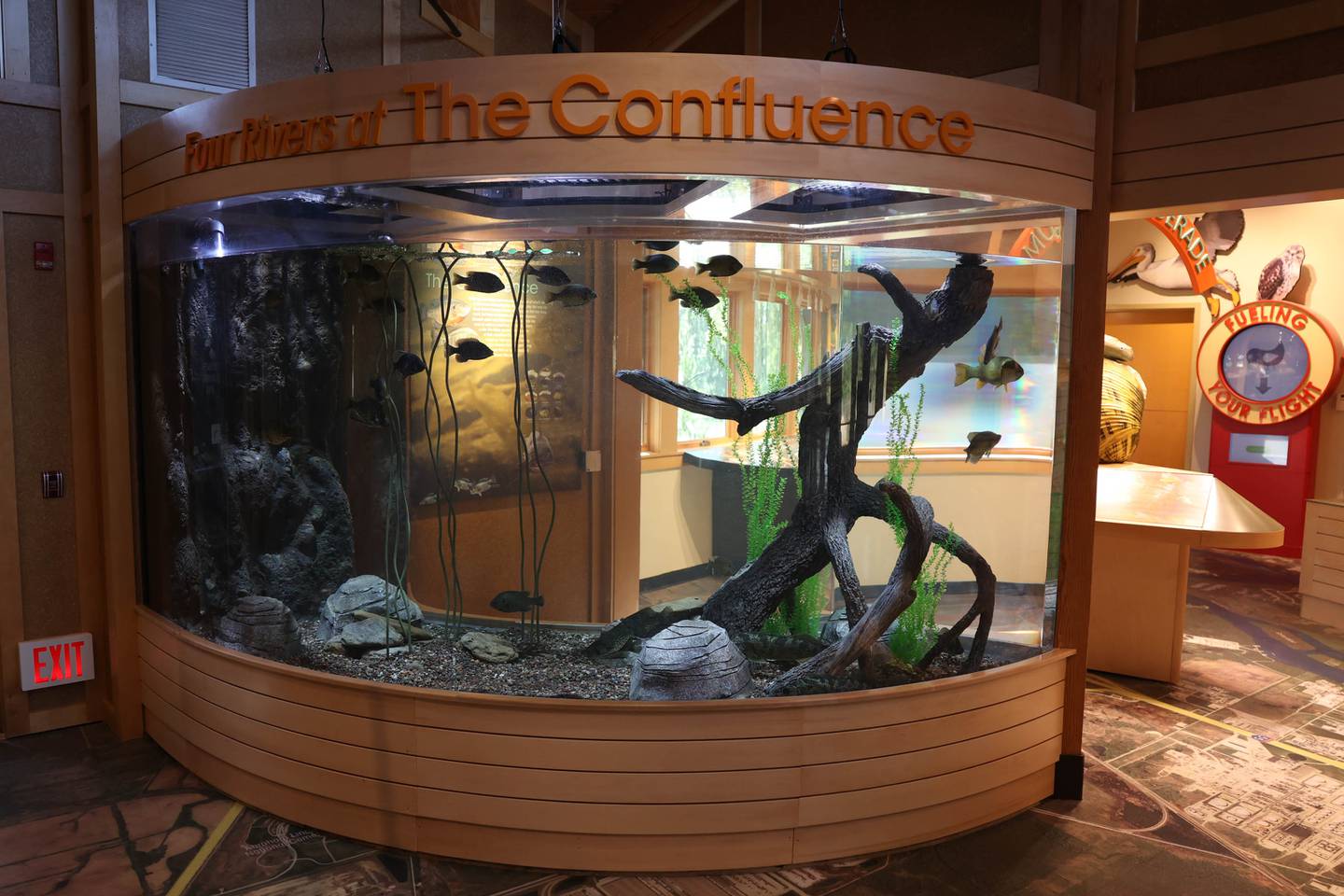 Four Rivers Environmental Center added a 2,000-gallon fish tank filled with area river fish. Tuesday, Sept. 20, 2022, in Channahon.