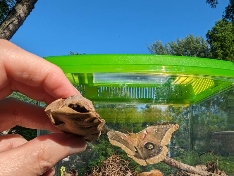 Poly Mothman, a polyphemus moth, used chemistry and mechanical means to make his way his way out of his sturdy cocoon.