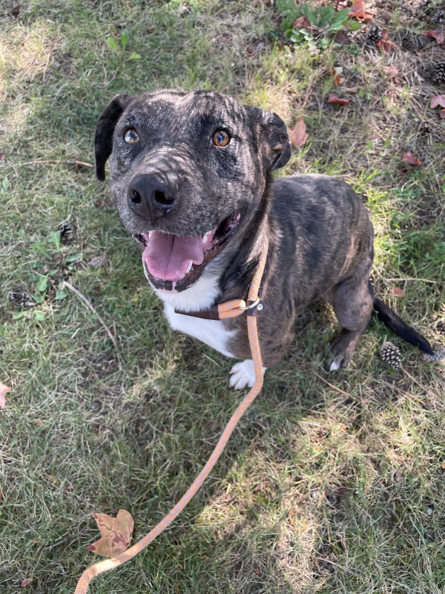 Beau is a 2-year-old sweet Catahoula mix. He loves everyone he meets and is gentle in his interactions – his tail never stops wagging. He has good leash manners and loves walks and exploring. Beau does well with other dogs, is respectful with cats and is very sweet with children. To meet Beau, email Dogadoption@nawsus.org. Visit nawsus.org.