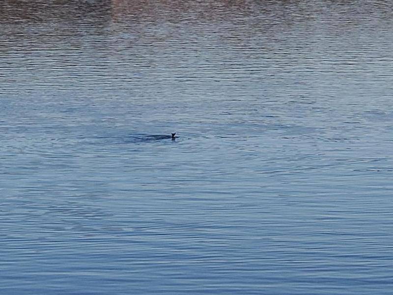 Yes, wallaroos can swim. Wally put his abilities to the test by leaping into the Illinois River in Peru. He was eventually rescued by a fishermen on a boat.