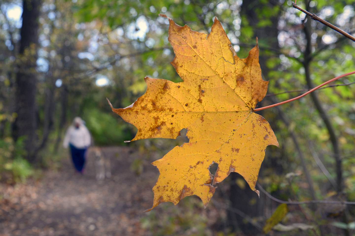 The beauty of autumn is on full display in Starved Rock Park.