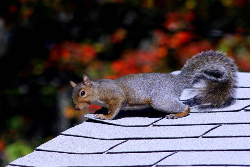 Northern Illinois Seamless Roofing - Wildlife Can Damage Your Roof: How You Can Prevent It