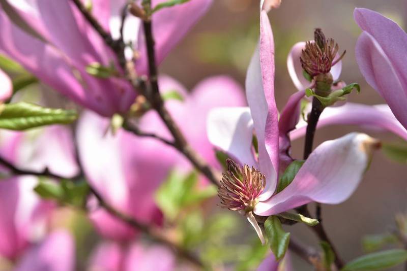 Pollen from flowering plants such as Magnolia trees can be a cause of spring allergies. Experts say allergy sufferers have a number of options for dealing with them, including treatments and behavioral changes.