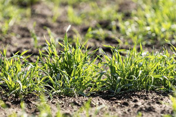 Illinois tops record wheat yield in 2025
