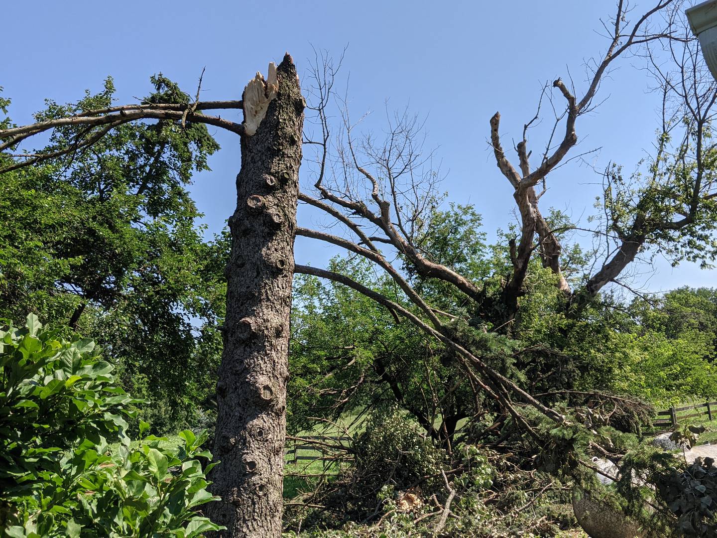 Monday's tornado caused extensive tree damage at Valley View Farm on Roth Road in Oswego Township.