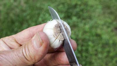 Down the Garden Path: Stuck indoors this winter? Start your own plant nursery at home 