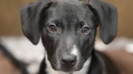 Canine distemper uptick in DeKalb County, health officials warn, with tips for your dogs
