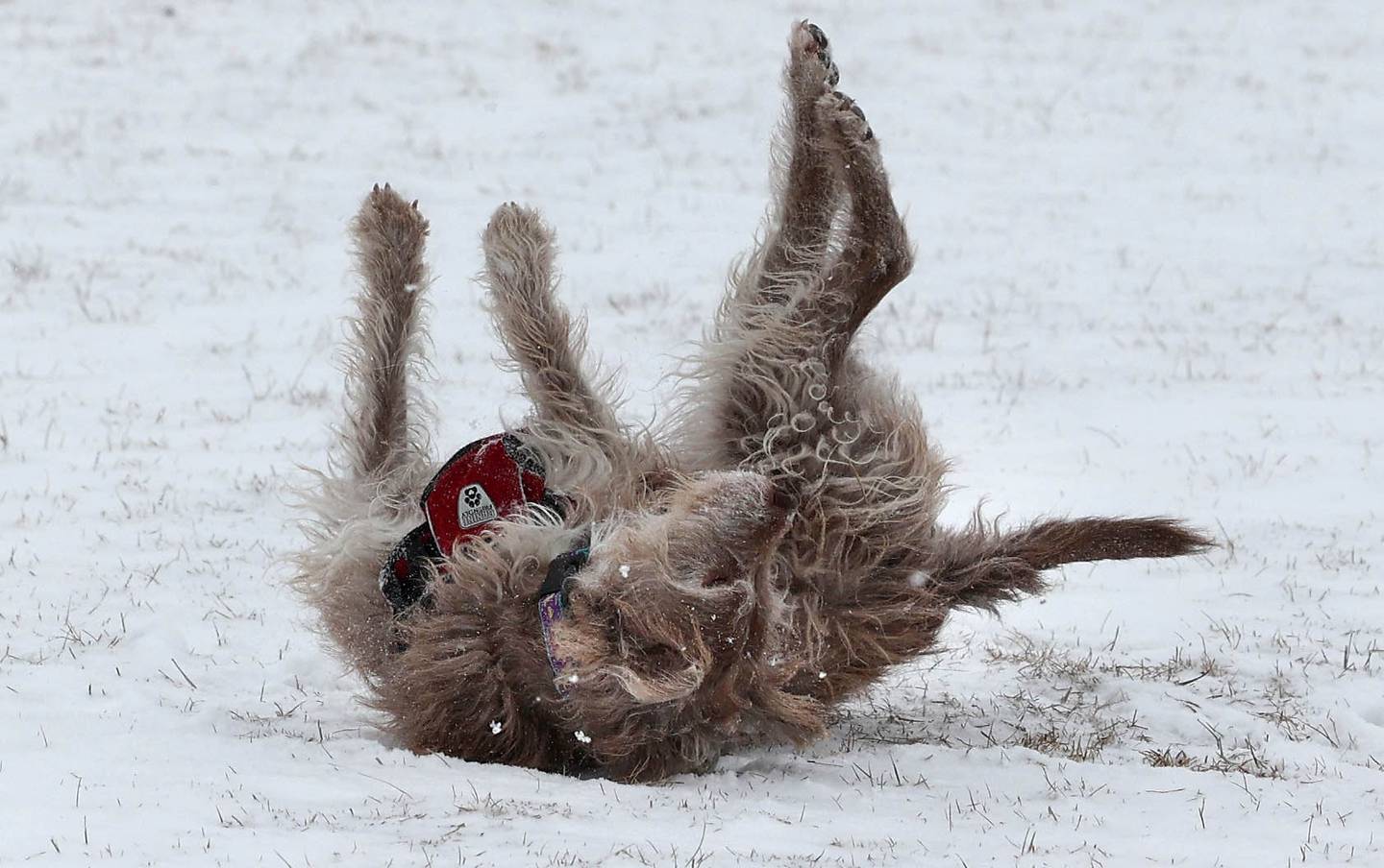 Gracie seems to enjoy the fresh snow as she plays with her owner Joel Plapp, of Sycamore, Thursday, Dec. 22, 2022, at the Sycamore Park District Dog Park. Snow, frigid temperatures and wind rolled into the area Thursday making travel and any outdoor activity a challenge.