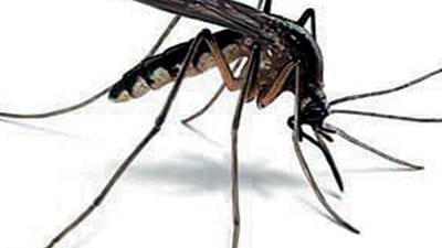 Lake in the Hills mosquitoes test positive for West Nile virus, first batch of 2025