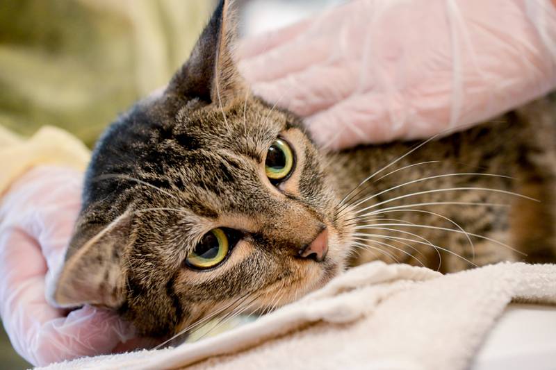 Adult cat "Katy" is checked over at Anderson Humane in South Elgin as part of the intake process for the dogs and cats rescued from the recent Texas Floods.  The animals were flow north on a Dog Is My CoPilot  flight to the Aurora Municipal Airport on Thursday, Jul 24, 2025 in Sugar Grove.