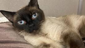 Friendly feline can’t wait to meet new family