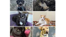 Will County Pets of the Week: Jan. 27, 2025