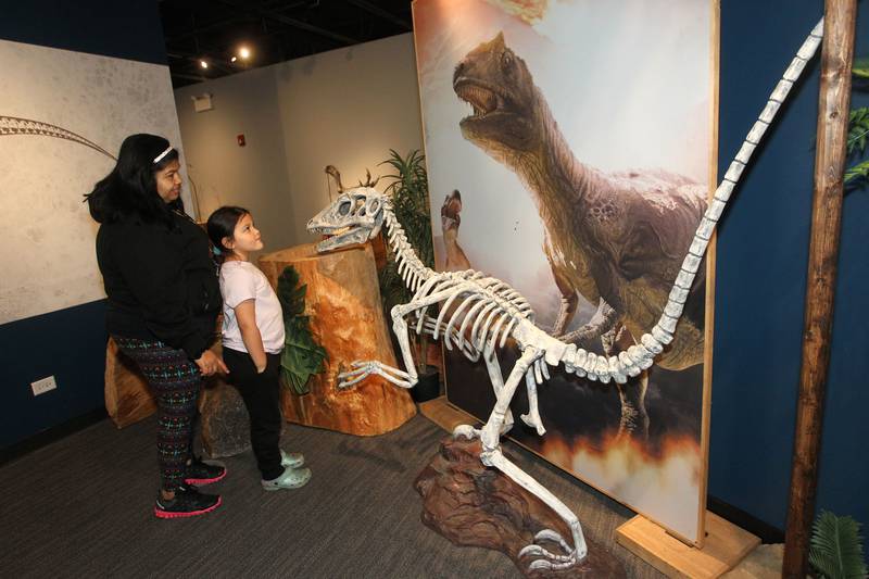 Maria Orduno, of Waukegan and her granddaughter, Nyomi, 6, look at a dinosaur in the Dinosaurs: Fossils Exposed exhibit at the Dunn Museum on October 28th in Libertyville. The exhibit is sponsored by the Preservation Foundation of the Lake County Forest Preserves and runs through January 15, 2024.
Photo by Candace H. Johnson for Shaw Local News Network