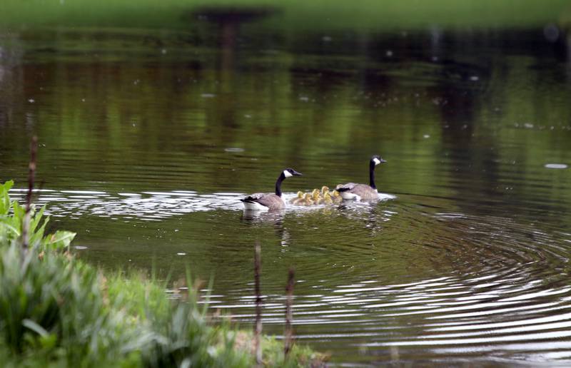 A geese family swims across a pond off Averill Road in Geneva.